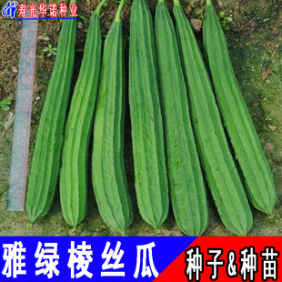 �߲˷N���ͺ��͟��ļ����N �s����z�ϷN�� �žG��̖��Ͻz�ϷN��