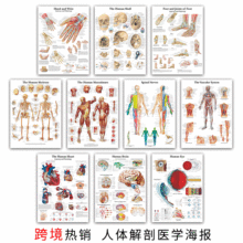 跨境亚马逊医学教育海报 人体器官解剖骨骼肌肉教室书房装饰画