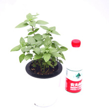 九层塔盆栽红杆九层塔香草植物金不换泰式料理潮州菜香料西餐芳香