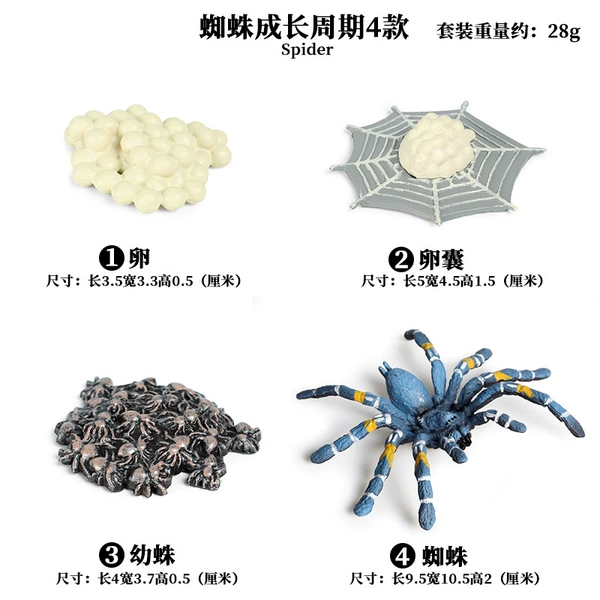 2444 Spider Growth cycle 4 sets (blue)
