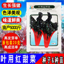 ţƤ�˼t���� �~�üt��˷N�Ӹ��_�������l �^�p�����߲˷N���ļ�