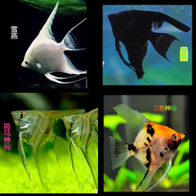 热带观赏鱼批发神仙鱼燕鱼 墨燕秘鲁神仙雪燕三色神仙斑马神仙鱼