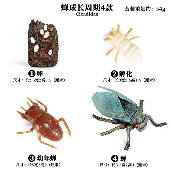 2434 Cicada growth cycle 4 suits