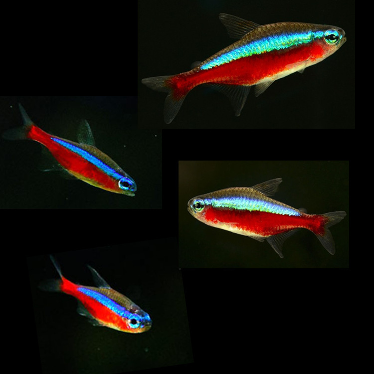 Tropical ornamental fish wholesale Brazil wild F1 Lotus lamp fish fluorescent lamp red lotus lamp fish