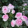 Teng Ben Rose Daoli with Earth Flowers During the Bud Bud Blade Blossom Blossom Calco Terminal Ou Moon Potted Balcony