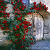 Teng Ben Rose Daoli with Earth Flowers During the Bud Bud Blade Blossom Blossom Calco Terminal Ou Moon Potted Balcony