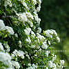 Teng Ben Rose Daoli with Earth Flowers During the Bud Bud Blade Blossom Blossom Calco Terminal Ou Moon Potted Balcony