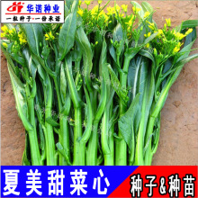 �����;G����ķN�Ӳ�о��޷����ļ�С��˷N�ѷN��˷N��β���