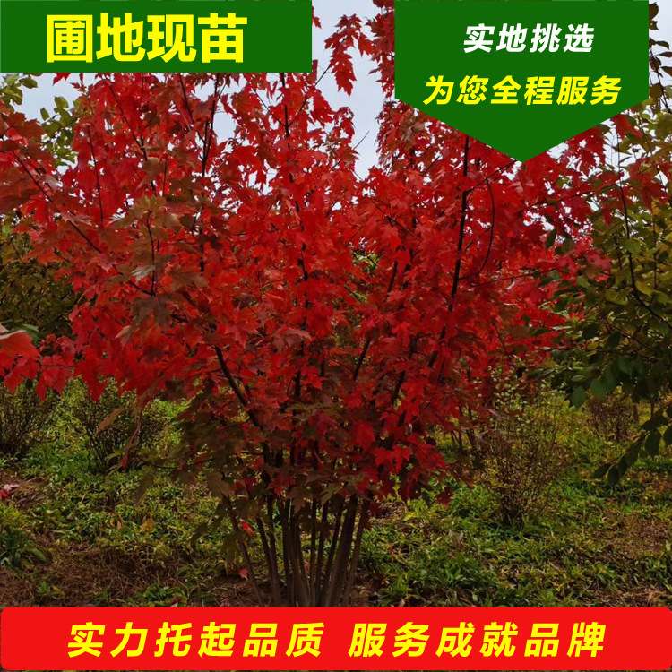 丛生红枫秋火焰树苗美国红枫四季观叶植物火焰丛生美国红枫规格全