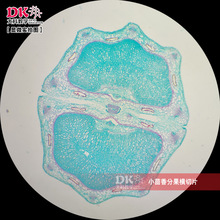 С����ֹ��M�� �@΢��Ƭ �̌Wʹ�� ������Ƭ�˱�