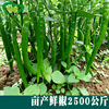 8819 Line Pepper Seeds Farmland Vegetables Potted Popping Pepper Erdin Bar and Chop Pepper Early Clicp for Early Pepper Vegetable Seeds