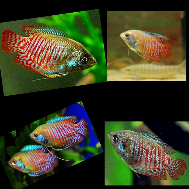 Шанхай Тропические Декоративные Рыбы Оптовая Красочные Лили Ланли Рыба Персиковый Камень Рыба Шелковая Нога