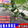 Golden Boy Jade Fructory Cucumber Cucumber Seeds Cucumber Small Cucumber Seedless Microbacter Cucumber Vegetable Seed seedlings