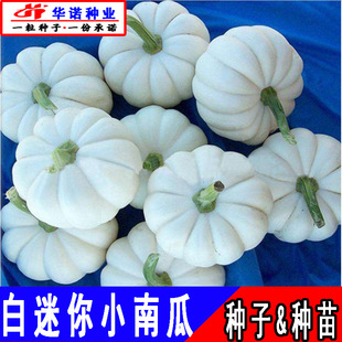 ��ؐؐ�����ϹϷN����������yؐؐС�Ϲϰ�ˮ���Ϲ��Ѳ˷N���ļ�