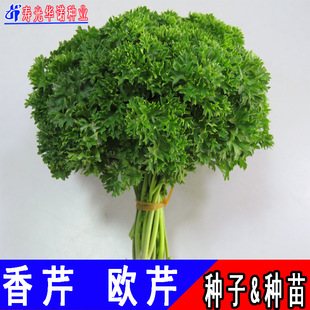 �߲˷N�����l�ļ��Nֲ���Բ���ɽ�ۚW���۲�����Ħ�����۷N�ӷN��