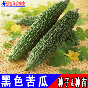 ��ɫ�߲˷N������Ͽ�ϛ��ϷN���Ӹ���G��ɫ��ϷN�ӷN���ļ��N