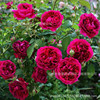 Teng Ben Rose Daoli with Earth Flowers During the Bud Bud Blade Blossom Blossom Calco Terminal Ou Moon Potted Balcony