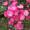 Teng Ben Rose Daoli with Earth Flowers During the Bud Bud Blade Blossom Blossom Calco Terminal Ou Moon Potted Balcony