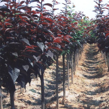 苗圃批发 紫叶李 红叶李 产地基地优惠价格 树苗 园林道路绿化