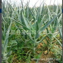 ����ֲ������ ľ���J�Cľ���J�C ��צ��5�����Ͽ�50������