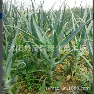 ����ֲ������ ľ���J�Cľ���J�C ��צ��5�����Ͽ�50������