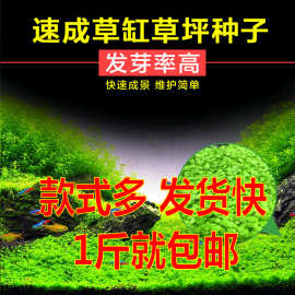 懒人水草种子迷你对叶前景草大叶珍珠种子鱼缸水族箱造景装饰批发
