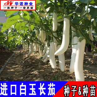 �����L�ѷN���߲˷N���ļ��Nֲ��ɫ�L���ӾG���׺��ѷN�ѷN��