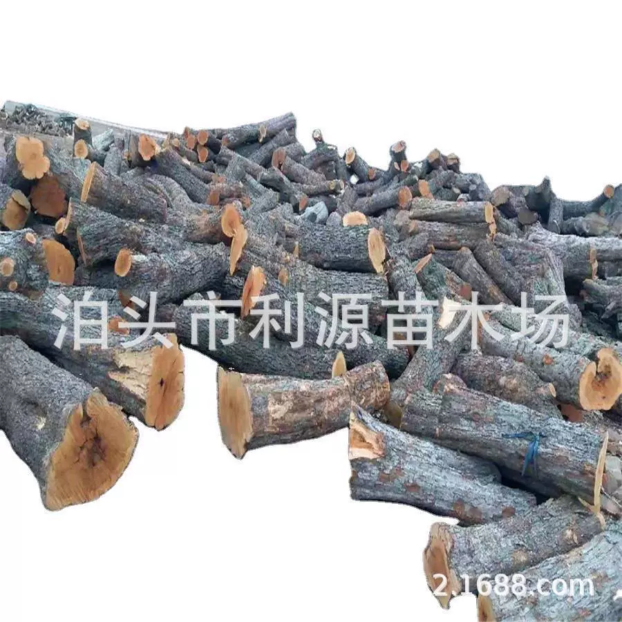 常年大量供应枣木原木 雕刻枣木 开板枣木料 红心大 木质硬