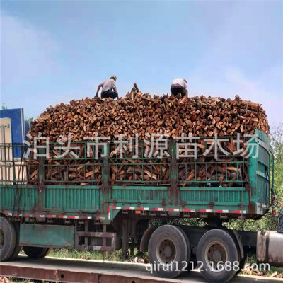 泊頭市利源苗木場大量供應烤鴨棗木 烤鴨用棗木 煙熏棗木果木柴火