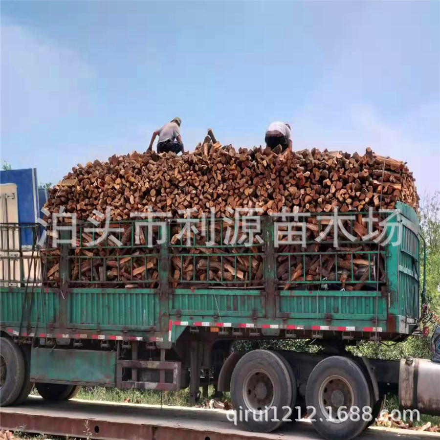 泊頭市利源苗木場大量供應烤鴨棗木 烤鴨用棗木 煙熏棗木果木柴火