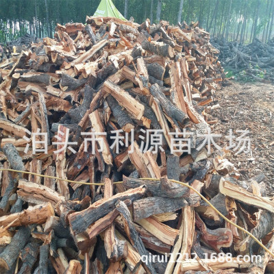 Perennial supply Jujube Kindling wood Botou Seedlings Large supply roast-duck restaurant Jujube Kindling wood Firewood