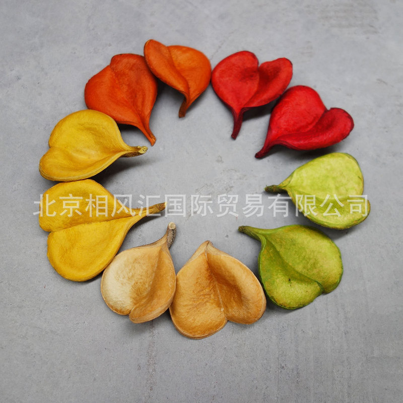 [Caution Shell] Imported dried fruit shell natural plant home furnishings decoration flower arrangement photo props gifts