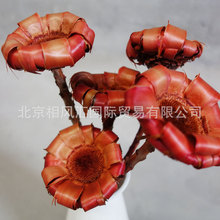 【木菊（小号）】进口干花天然植物家居摆设装饰插花拍照道具