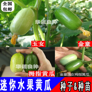 ��Ůˮ���S�ϷN�Ӱ�ɫ�o�������S�ϷN��΢��С�S���߲˷N����