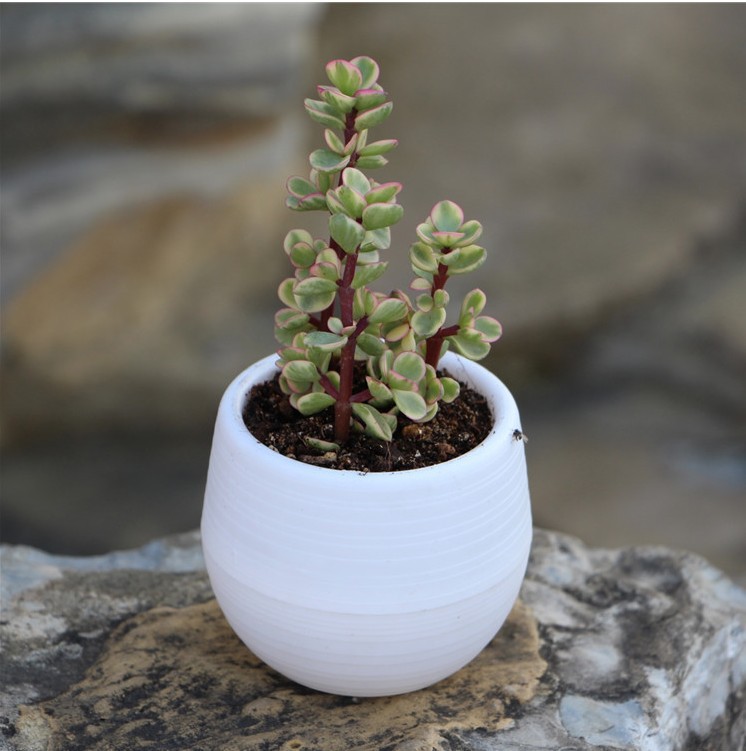 Suculentas macetas pequeñas mini piedra bolas macetas arco iris macetas pp resina plástico perezosos macetas fabricantes