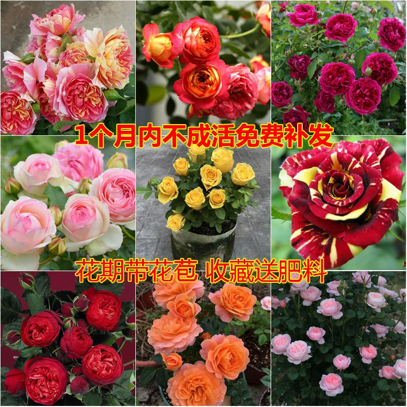 Рассада розы с бутонами цветов Просмотр цветов Зеленое растение Крытый балкон Большой цветок Роза Четыре сезонных цветения