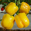 Yellow Sweet Pepper Seeds Featured Vegetable Vegetable Pepper Seeds Four Seasons Four Seasons of indoor balcony potted pastoral viewing edible pepper