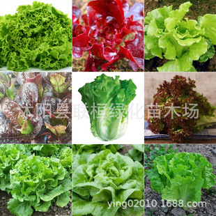 �ļ��������˷N���̨�����ļ����߲˷N�ӿڸкÿ������ЙC������