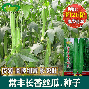 �L��o��z�ϷN�� �r���ˈ@�GƤ���۰׼�ā�z���� �߲˷N��