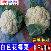 �߲˷N�����l ѩɽ60��˻��N�� ���a��ɫ��Ҭ���߲˷N���＾���N