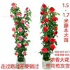 Teng Ben Rose Daoli with Earth Flowers During the Bud Bud Blade Blossom Blossom Calco Terminal Ou Moon Potted Balcony