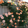 Teng Ben Rose Daoli with Earth Flowers During the Bud Bud Blade Blossom Blossom Calco Terminal Ou Moon Potted Balcony