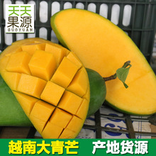 产地直供越南大青芒9斤青皮芒大金煌芒当季水果 新鲜芒果批发