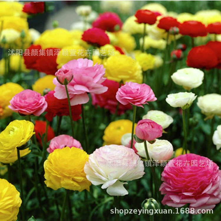 Ranunculus japonicus цветок в горшке двойной многоцветный по желанию Балкон Двор растение мультисезонная посадка декоративная