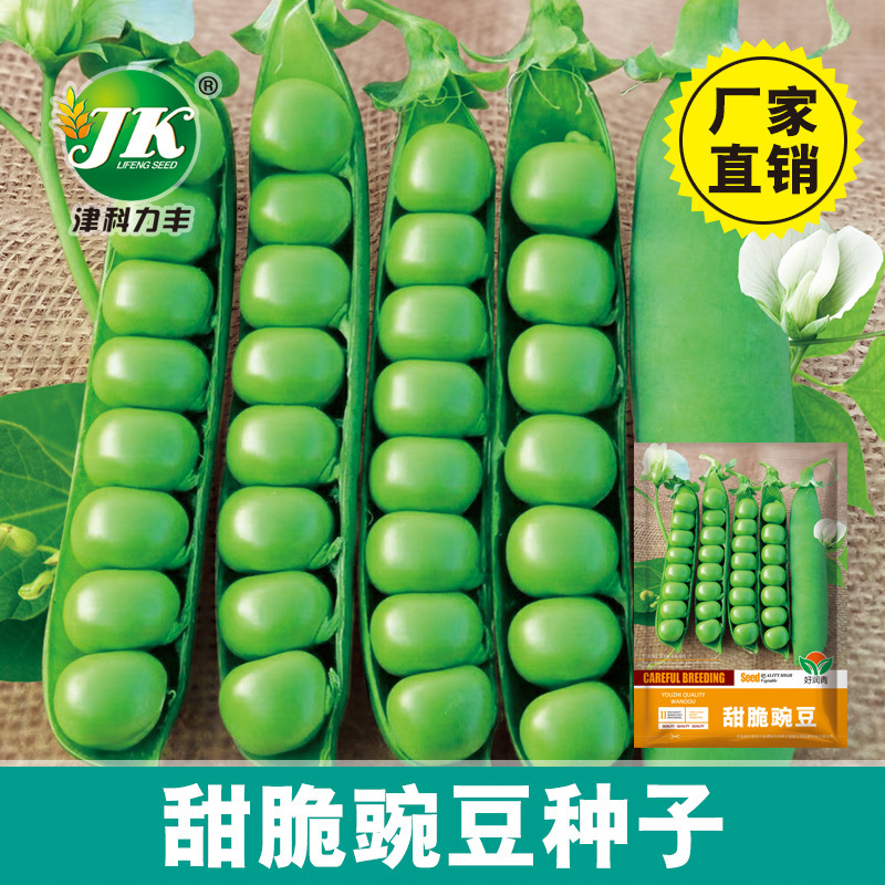 Sweet Snap Pea Seeds Taiwan Large Pod Hard Shell Green Bean Seeds Manufacturer Wholesale Seed Sprouts Vegetable Bowl Bean Sprouts