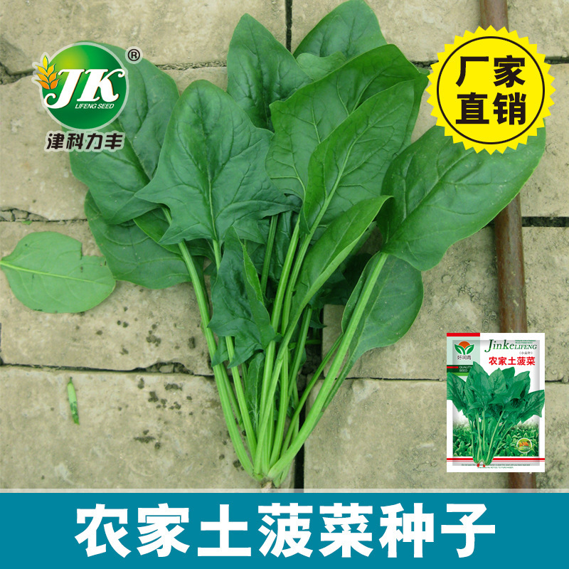 Farm Spinach Seeds, Small-Leaf Old Varieties, Pointed-Leaf Four-Season Sowing Vegetable Seeds, Potted Garden Vegetable Seeds