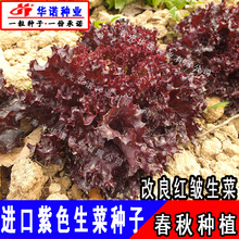 改良红皱紫红生菜种子 皱叶紫红生菜籽沙拉生吃蘸酱蔬菜籽四季种