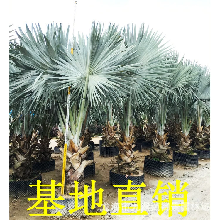 Высота стойки 1m Натуральная высота 3.5m Цена пальмы Фуцзянь пальма семейство пальм