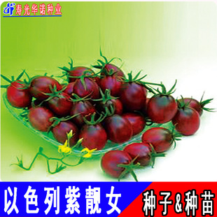 ��ɫ�����nŮС���t���N�ӿڸ��ϙ���ˮ�����ѷN���ϼt�}Ů���N��