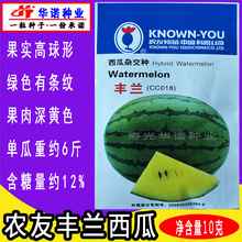 台湾农友丰兰黄壤礼品小西瓜种子花皮黄壤小型西瓜籽水果种子